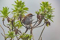 White-chinned Thistletail (Schizoeaca fuliginosa), Los Nevados National Natural Park, Colombia