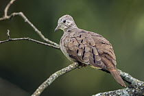 Plain-breasted Ground-Dove (Columbina minuta), Pereira, Colombia