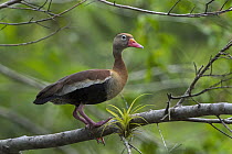 Black-bellied Whistling Duck (Dendrocygna autumnalis), Rio Claro Nature Reserve, Colombia