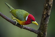 Red-headed Barbet (Eubucco bourcierii) male, Valle del Cauca, Colombia