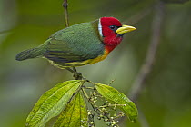 Red-headed Barbet (Eubucco bourcierii) male, Valle del Cauca, Colombia