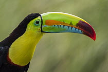 Keel-billed Toucan (Ramphastos sulfuratus), native to Central and South America