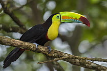 Keel-billed Toucan (Ramphastos sulfuratus), native to Central and South America