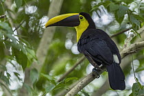 Black-mandibled Toucan (Ramphastos ambiguus), Colombia