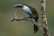 Black-billed Mountain-Toucan (Andigena nigrirostris), Selva de Ventanas Natural Reserve, Colombia