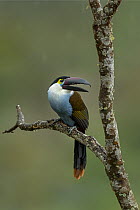 Black-billed Mountain-Toucan (Andigena nigrirostris) calling, Selva de Ventanas Natural Reserve, Colombia