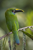 Emerald Toucanet (Aulacorhynchus prasinus), Valle del Cauca, Colombia