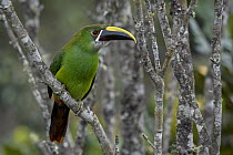 Emerald Toucanet (Aulacorhynchus prasinus), Selva de Ventanas Natural Reserve, Colombia