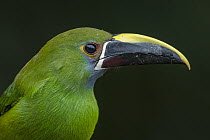 Emerald Toucanet (Aulacorhynchus prasinus), Valle del Cauca, Colombia