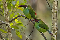 Crimson-rumped Toucanet (Aulacorhynchus haematopygus) pair, Valle del Cauca, Colombia