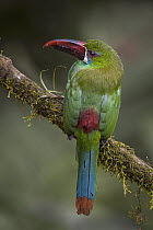 Crimson-rumped Toucanet (Aulacorhynchus haematopygus), Valle del Cauca, Colombia