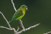 Orange-chinned Parakeet (Brotogeris jugularis), Rio Claro Nature Reserve, Colombia
