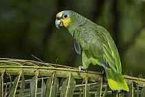 Orange-winged Parrot (Amazona amazonica), Putumayo, Colombia