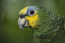 Orange-winged Parrot (Amazona amazonica), Putumayo, Colombia