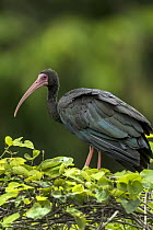 Whispering Ibis (Phimosus infuscatus), Rio Claro Nature Reserve, Colombia