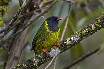 Green-and-black Fruiteater (Pipreola riefferii), Selva de Ventanas Natural Reserve, Colombia
