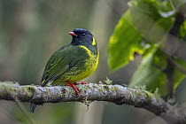 Green-and-black Fruiteater (Pipreola riefferii), Rio Blanco Nature Reserve, Colombia