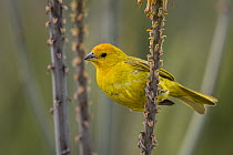 Saffron Finch (Sicalis flaveola), Valle del Cauca, Colombia