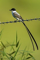 Fork-tailed Flycatcher (Tyrannus savana), Rio Claro Nature Reserve, Colombia