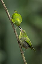Green Honeycreeper (Chlorophanes spiza) mother feeding fledgling, Valle del Cauca, Colombia