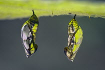 Tigerwing butterfly (Mechanitis sp.), two chrysalis, Ithomiini, Santa Maria, Boyac,  Colombia
