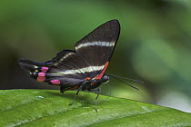Jewelmark (Rhetus periander) butterfly, Rio Claro Nature Reserve, Colombia