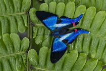 Dyson's Swordtail (Rhetus dysonii) butterfly, Tatama National Park, Colombia
