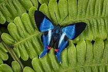 Dyson's Swordtail (Rhetus dysonii) butterfly, Tatama National Park, Colombia