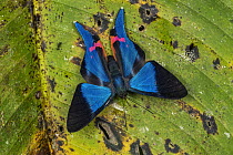 Dyson's Swordtail (Rhetus dysonii) butterfly, Santa Maria, Colombia
