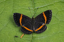 Orange-banded Gem (Crocozona coecias) butterfly, Santa Maria, Colombia