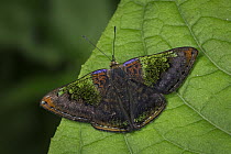 Butterfly (Caria rhacotis), Santa Maria, Colombia