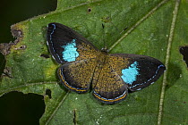 Metalmark (Argyrogrammana barine) butterfly, Tatama National Park, Colombia