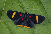 Electron Pixie (Melanis electron) butterfly, Santa Maria, Colombia