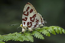 Kupris Jewelmark (Anteros kupris) butterfly, Tatama National Park, Colombia