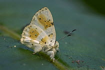 Metalmark (Anteros chrysoprasta) butterfly, Tatama National Park, Colombia