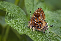 Neglected Jewelmark (Sarota neglecta) butterfly, Tatama National Park, Colombia