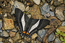 Metalmark (Riodinidae) butterfly, Tatama National Park, Colombia