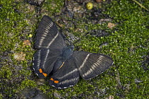 Aristotle's Duke (Siseme aristoteles) butterfly, Tatama National Park, Colombia