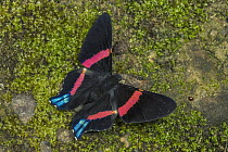 Metalmark (Ancyluris inca) butterfly, Tatama National Park, Colombia