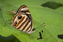 Gisella Sailor (Dynamine gisella) butterfly, Santa Maria, Colombia
