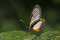 Nymphalid Butterfly (Nymphalidae), Santa Maria, Colombia