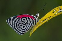Cramer's Eighty-eight (Diaethria clymena) butterfly, Tatama National Park, Colombia