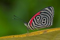 Cramer's Eighty-eight (Diaethria clymena) butterfly, Tatama National Park, Colombia