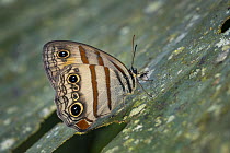 Andromeda Satyr (Cithaerias andromeda) butterfly, Tatama National Park, Colombia
