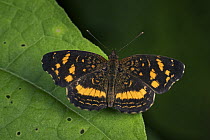 Orange-patched Crescent (Anthanassa drusilla) butterfly, Santa Maria, Colombia