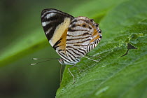 Tiger Beauty (Tigridia acesta) butterfly, Santa Maria, Colombia