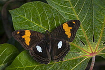 Metalmark (Riodinidae) butterfly, Tatama National Park, Colombia