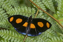 Grecian Shoemaker (Catonephele numilia) butterfly, Tatama National Park, Colombia