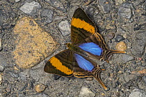 Corinna Daggerwing (Marpesia corinna) butterfly, Santa Maria, Colombia