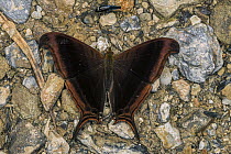 Waiter Butterfly (Marpesia zerynthia), Tatama National Park, Colombia